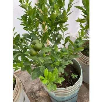A.p. Flower Mart  Hybrid Plant